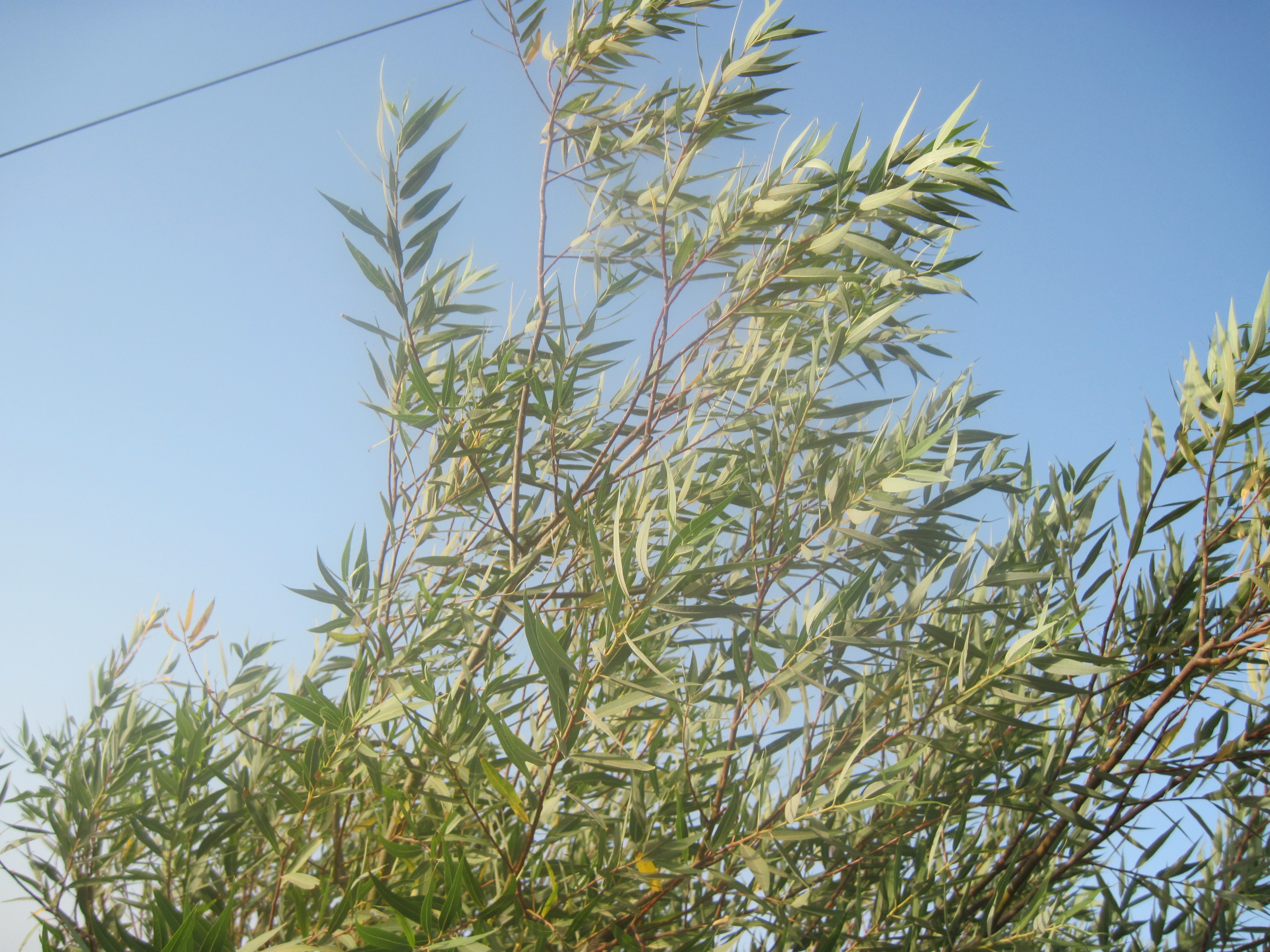 כמה קווים לתפישתה הכלכלית-חברתית של פרשת ראה (הרב חיים נבון) – מסתברא ...